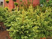 Dekoratyviniai augalai Vilniuje - nuotraukos Nr. 6
