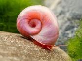 Spalvotos akvariumo sraiges - nuotraukos Nr. 3