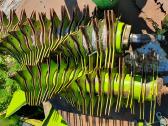 Claas presas