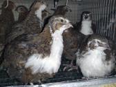 Putpelės; putpelių narvai - nuotraukos Nr. 2