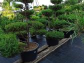 Dekoratyviniai Augalai.pusys.bonsai. - nuotraukos Nr. 21