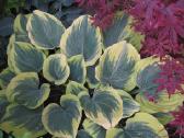 Parduodu melsves (hosta) ir pavėsio augalus - nuotraukos Nr. 23