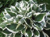 Parduodu melsves (hosta) ir pavėsio augalus - nuotraukos Nr. 26