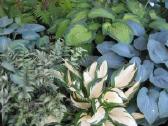 Parduodu melsves (hosta) ir pavėsio augalus - nuotraukos Nr. 29