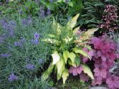 Parduodu melsves (hosta) ir pavėsio augalus - nuotraukos Nr. 30