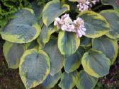 Parduodu melsves (hosta) ir pavėsio augalus - nuotraukos Nr. 24