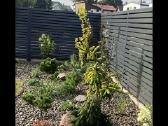 Alpinariumų ir gelynų įrengimas Vejos įrengimas. - nuotraukos Nr. 9