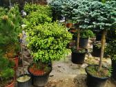 Formuoti Bonsai bonsas juodosios pušies bonsai - nuotraukos Nr. 10