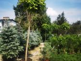 Formuoti Bonsai bonsas juodosios pušies bonsai - nuotraukos Nr. 12