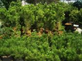 Formuoti Bonsai bonsas juodosios pušies bonsai - nuotraukos Nr. 13