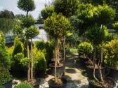 Formuoti Bonsai bonsas juodosios pušies bonsai - nuotraukos Nr. 14