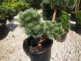 Formuoti Bonsai bonsas juodosios pušies bonsai - nuotraukos Nr. 7