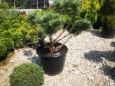 Formuoti Bonsai bonsas juodosios pušies bonsai - nuotraukos Nr. 9