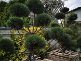 Formuoti Bonsai bonsas juodosios pušies bonsai - nuotraukos Nr. 17