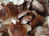 Shiitake grybai, parduodame - nuotraukos Nr. 4