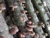 Shiitake grybai, parduodame - nuotraukos Nr. 2