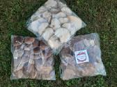Shiitake grybai, parduodame - nuotraukos Nr. 7
