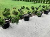 Pušies bonsai - nuotraukos Nr. 2