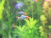 Gėlavandenių ir jūrinių akvariumų gamyba. - nuotraukos Nr. 5