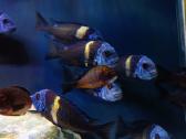 Tropheus Duboisi