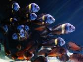 Tropheus Duboisi - nuotraukos Nr. 2