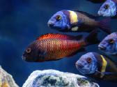 Tropheus Duboisi - nuotraukos Nr. 4