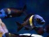 Tropheus Duboisi - nuotraukos Nr. 3
