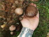 Shiitake grybiena - nuotraukos Nr. 3
