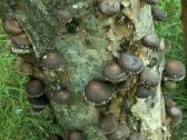Shiitake grybiena - nuotraukos Nr. 4