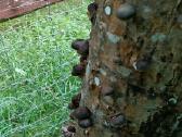 Shiitake grybiena - nuotraukos Nr. 5