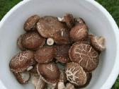 Shiitake grybiena - nuotraukos Nr. 6