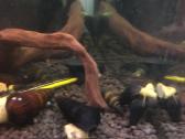 Rabbit snail sraigės
