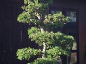 Maumedžiai sodo bonsai (niwaki) - nuotraukos Nr. 2