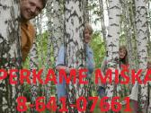 Geriausia miško kaina lietuvoje