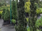 Kukmedžiai "Elegantissima", "Fastigiata", "Hicksi" - nuotraukos Nr. 7