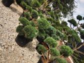 Formuoti Skiepiti pušies bonsai pinus nigra brepo