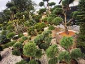 Formuoti Skiepiti pušies bonsai pinus nigra brepo - nuotraukos Nr. 3