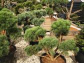Formuoti Skiepiti pušies bonsai pinus nigra brepo - nuotraukos Nr. 4