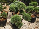 Formuoti Skiepiti pušies bonsai pinus nigra brepo - nuotraukos Nr. 5