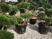 Formuoti Skiepiti pušies bonsai pinus nigra brepo - nuotraukos Nr. 6