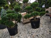 Formuoti Skiepiti pušies bonsai pinus nigra brepo - nuotraukos Nr. 7