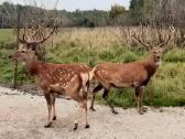 Danieliai ir dėmėtieji elniai - nuotraukos Nr. 16