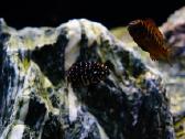 Tropheus Duboisi - nuotraukos Nr. 12