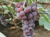 Swenson red - nuotraukos Nr. 8