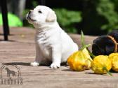 Labradorų veislynas "Burbonas"! - nuotraukos Nr. 21