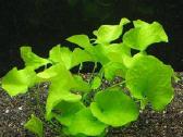 Akvariumo augalai - 10ct/vnt. - nuotraukos Nr. 4