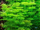 Akvariumo augalai - 10ct/vnt. - nuotraukos Nr. 5