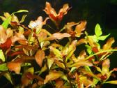 Akvariumo augalai - 10ct/vnt. - nuotraukos Nr. 7