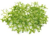Akvariumo augalai - 10ct/vnt. - nuotraukos Nr. 6