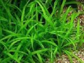 Akvariumo augalai - 10ct/vnt. - nuotraukos Nr. 9